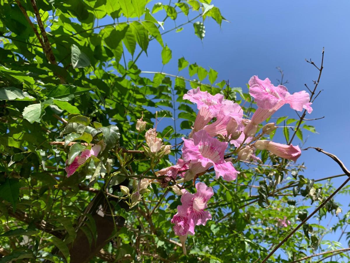Florianópolis Beach House Floripa מראה חיצוני תמונה