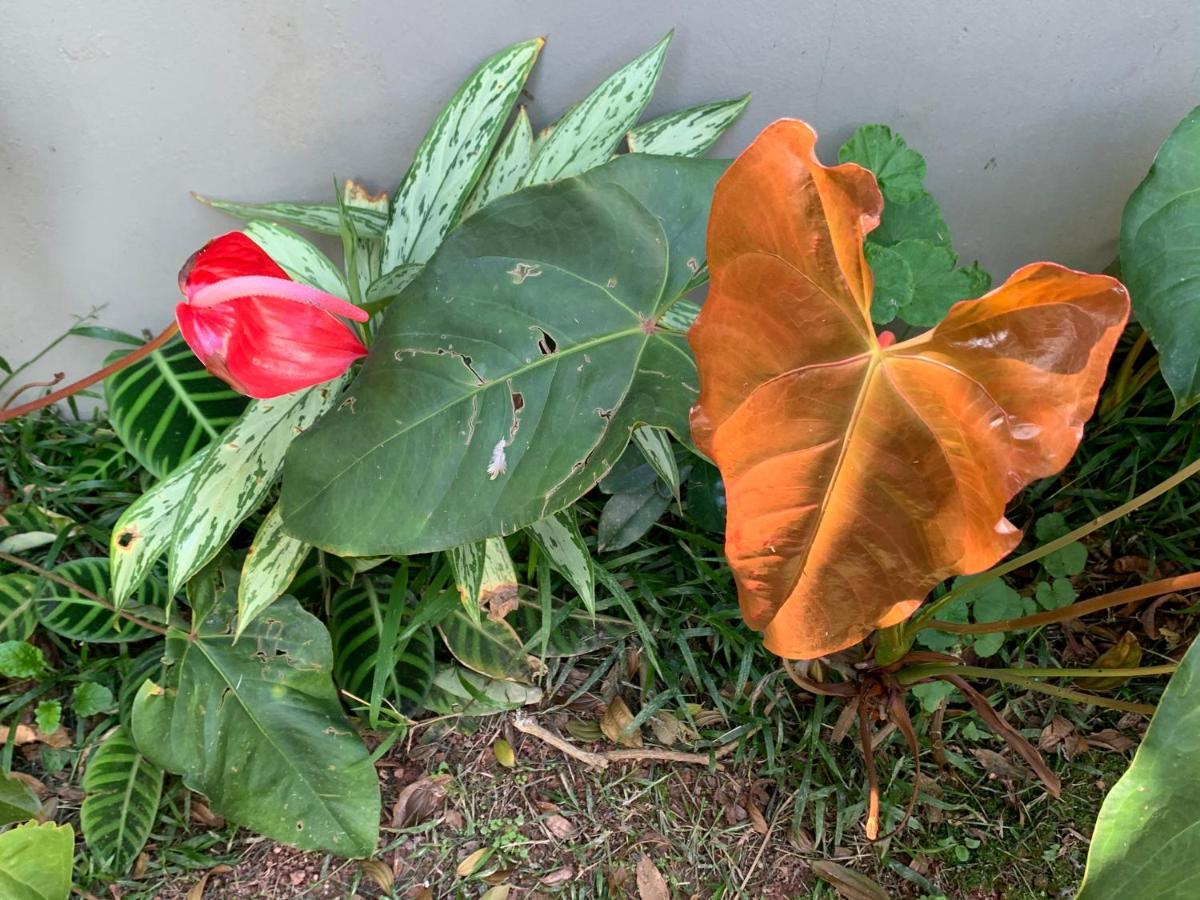 Florianópolis Beach House Floripa מראה חיצוני תמונה